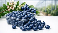 Nuove varietà di mirtillo: perché la genetica giusta fa la differenza