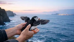 Perché in Islanda lanciano i piccoli di pulcinella di mare dalle scogliere
