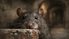 Come i ratti usano le vibrisse per “vedere” al buio e distinguere il contatto reale