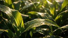 Come la luce si muove nella chioma e perché può aumentare la resa in campo