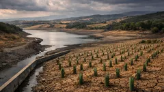 Riforestazione e acqua: perché piantare alberi può cambiare il ciclo idrologico
