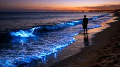 Punta del Este, il mare che si illumina: cos’è la bioluminescenza e quando vederla